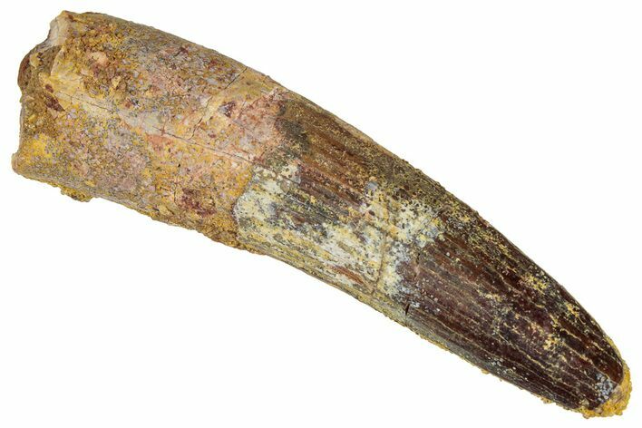 Fossil Spinosaurus Tooth - Real Dinosaur Tooth #305589